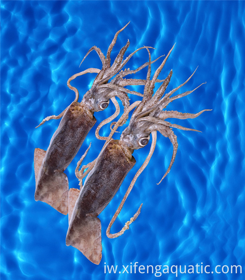 דוסידיקוס גיגאס Dosidicus Gigas